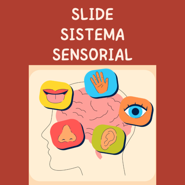 Slide- Sistema Sensorial